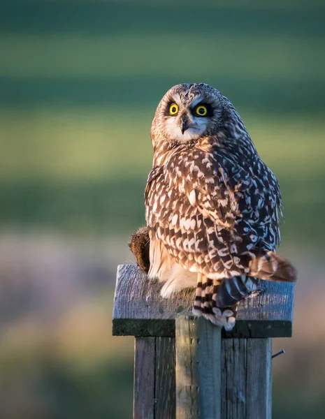 Short Eared Owl Wild — Stock Photo, Image