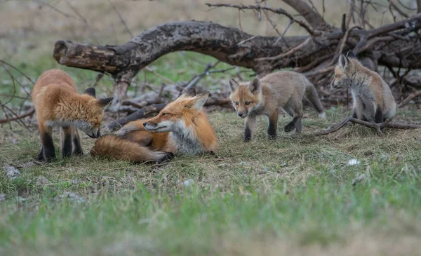 自然の中で一緒にかわいい赤狐 — ストック写真