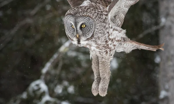 Grote Grijze Uil Wilde Natuur Alberta Canada — Stockfoto