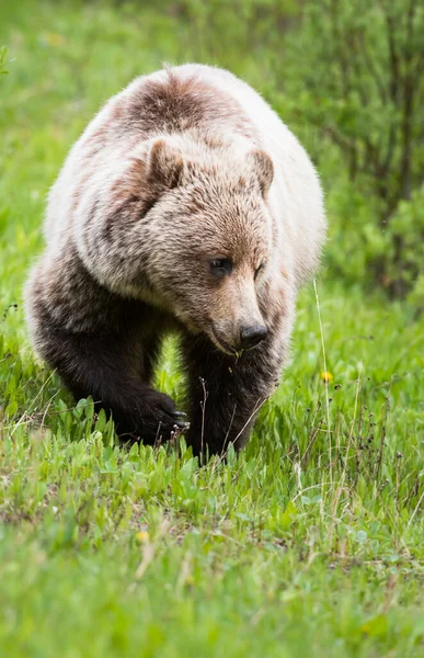 Urso Pardo Natureza — Fotografia de Stock