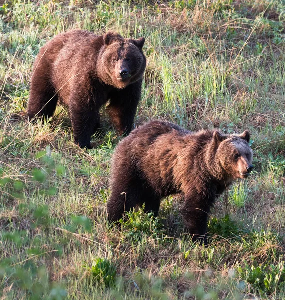 Grizzly Medve Vadonban — Stock Fotó