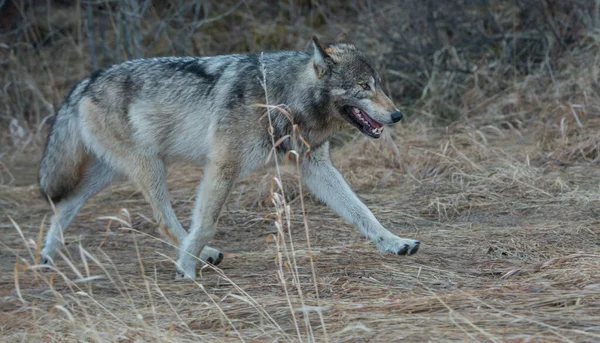 Loup Gris Dans Nature Sauvage — Photo