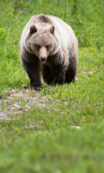 Grizzly Medve Vadonban — Stock Fotó