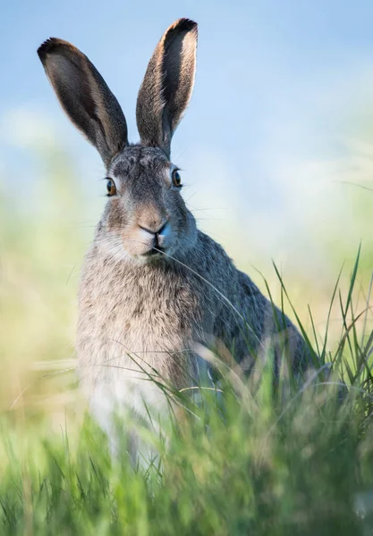 Lièvre Amérique Dans Nature — Photo