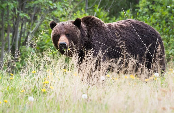 야생의 회색곰 — 스톡 사진