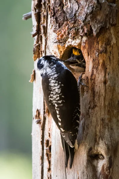 Woodpecker Wild — Stock Photo, Image