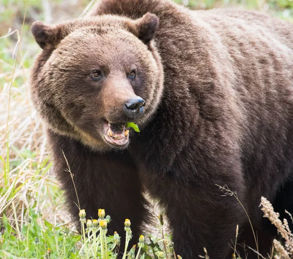 Niedźwiedź Grizzly Dziczy — Zdjęcie stockowe