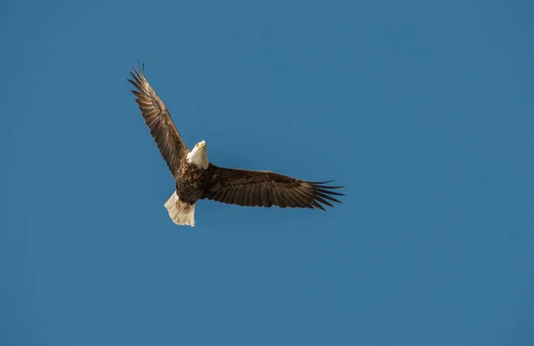 Weißkopfseeadler Freier Wildbahn — Stockfoto