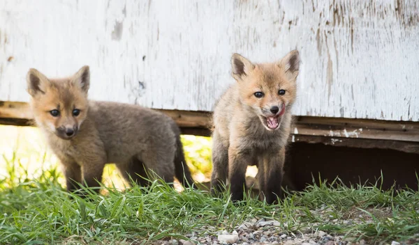 Mignon Renards Rouges Sur Herbe Parc — Photo