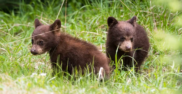 Zwarte Beren Het Wild — Stockfoto