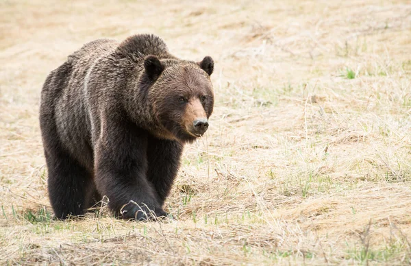 Brungrizzlybjörn Vild Natur — Stockfoto