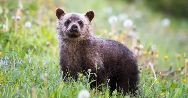 Niedźwiedź Grizzly Dziczy — Zdjęcie stockowe