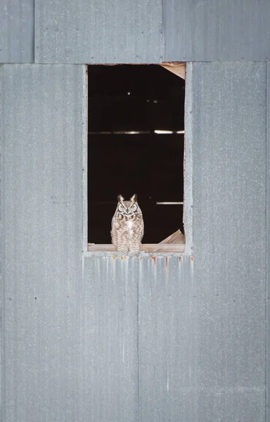 野生环境中的大角猫头鹰 — 图库照片