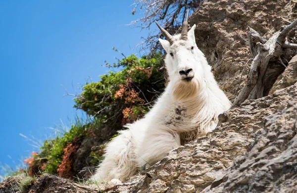 Mountain Goat Het Wild Nationaal Park Jasper Canada — Stockfoto