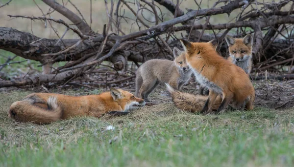 Carino Volpi Rosse Insieme Catturati Parco — Foto Stock