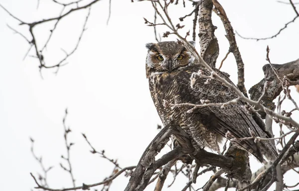 Great Horned Owl Wild Nature — Stock Photo, Image