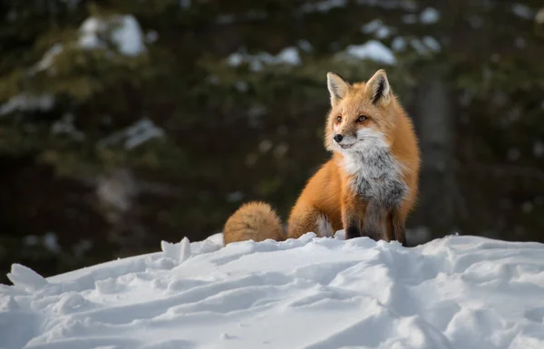 Rödräv Naturen — Stockfoto