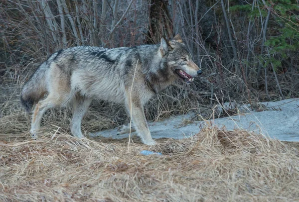 Grijze Wolf Wilde Natuur — Stockfoto