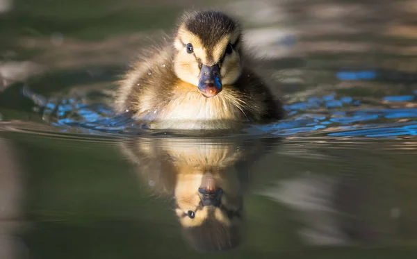 Mallard Duck Wild — Stock Photo, Image