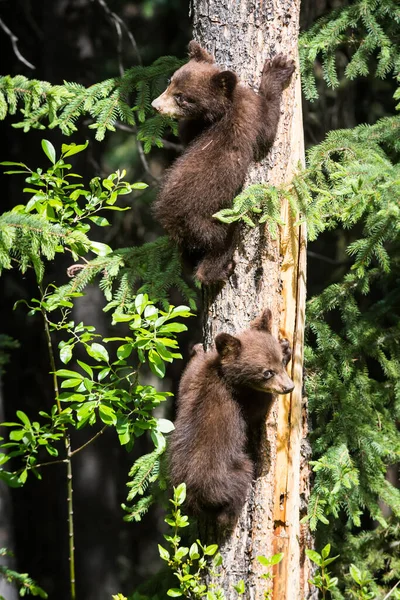 Família Urso Preto Natureza — Fotografia de Stock