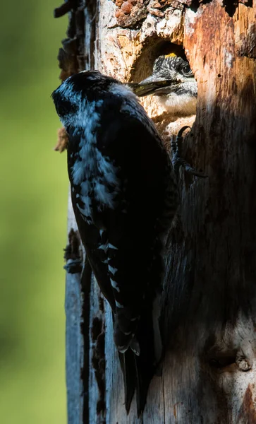 Drie Tenen Specht Het Wild — Stockfoto