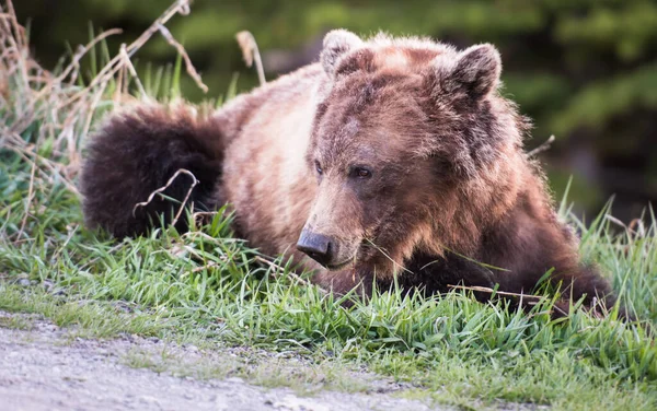 Niedźwiedź Grizzly Dziczy — Zdjęcie stockowe