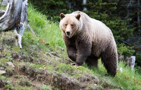 Vahşi Doğada Boz Ayı — Stok fotoğraf