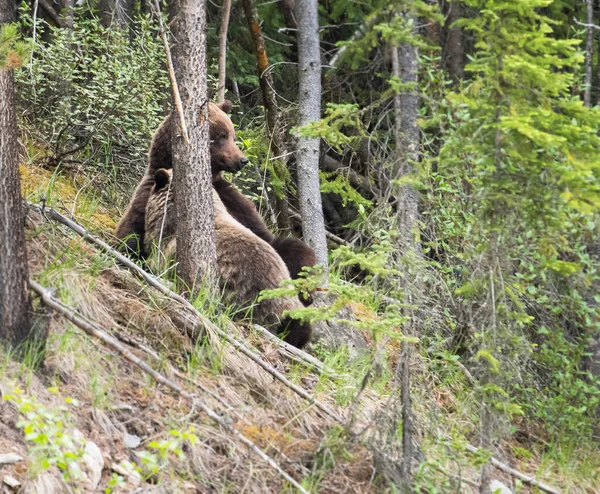 Grizzly Medve Vadonban — Stock Fotó