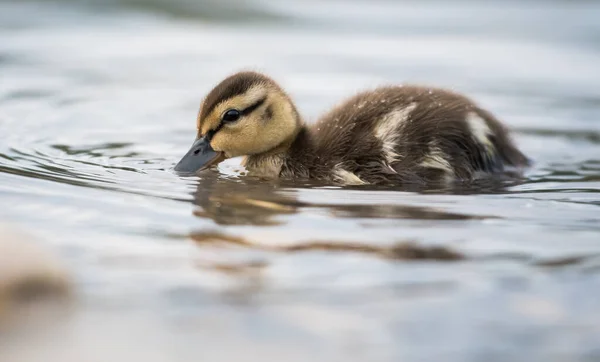Duckling Selvagem — Fotografia de Stock