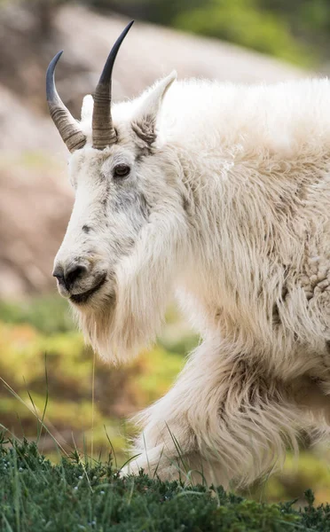 Cabra Montanha Selvagem Parque Nacional Jaspe Canadá — Fotografia de Stock