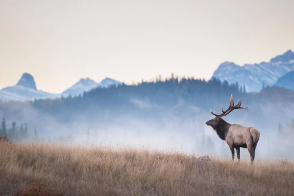 Bull Elk Κατά Διάρκεια Του Rut — Φωτογραφία Αρχείου