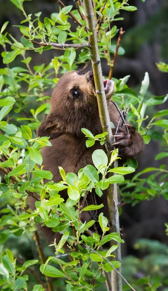 Preto Urso Selvagem — Fotografia de Stock