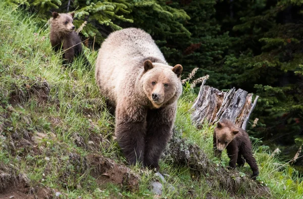 Bruine Grizzlybeer Wilde Natuur — Stockfoto