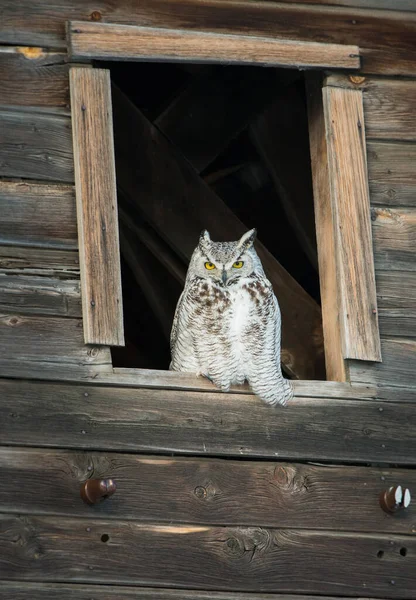 Grand Duc Amérique Dans Nature Sauvage — Photo