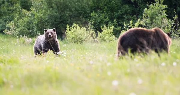 Grizzly Orsi Accoppiamento Natura — Foto Stock