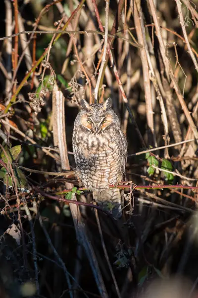 野生のフクロウの耳が長く — ストック写真