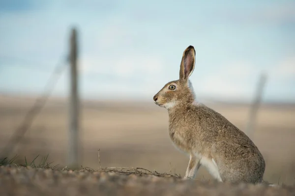 Hase Freier Wildbahn — Stockfoto