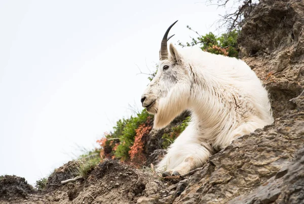 Mountain Goat Het Wild Nationaal Park Jasper Canada — Stockfoto