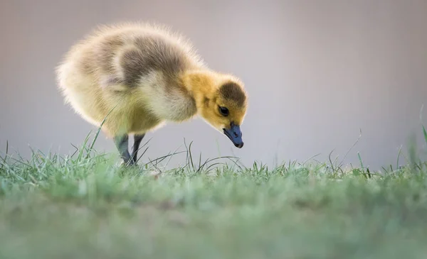 野生のカナダのガチョウ — ストック写真