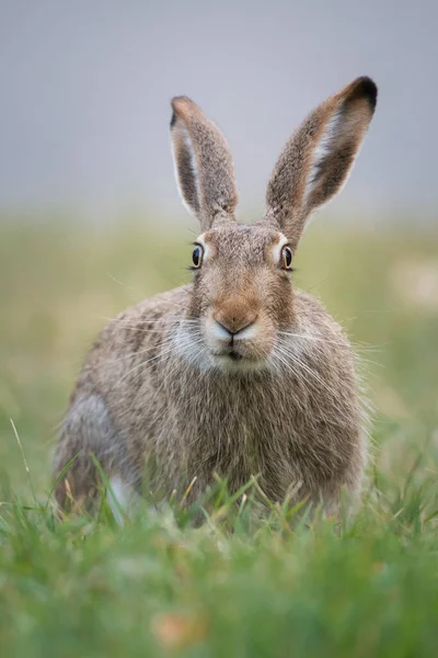 Kar ayakkabılı tavşan vahşi doğada