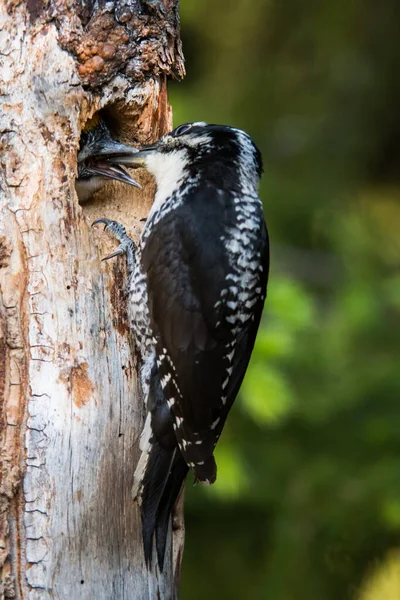 Pájaro Carpintero Tres Dedos Naturaleza — Foto de Stock