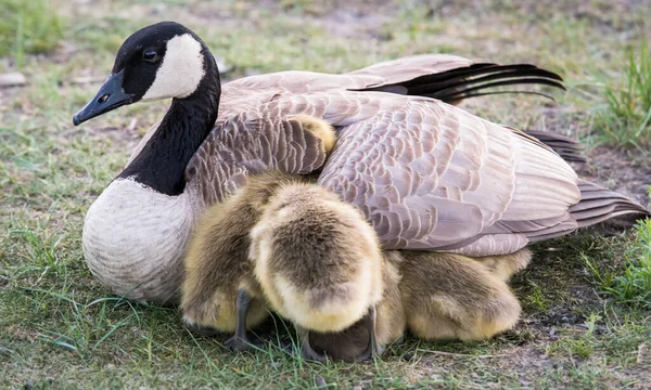 Canadá Goose Família Natureza — Fotografia de Stock