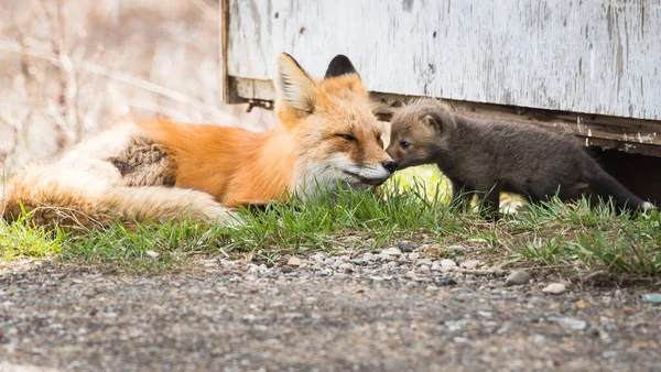 Mignon Renards Rouges Ensemble Capturés Parc — Photo