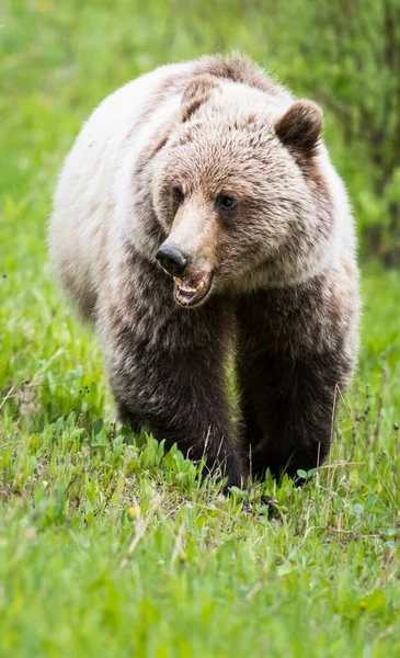 Niedźwiedź Grizzly Dziczy — Zdjęcie stockowe