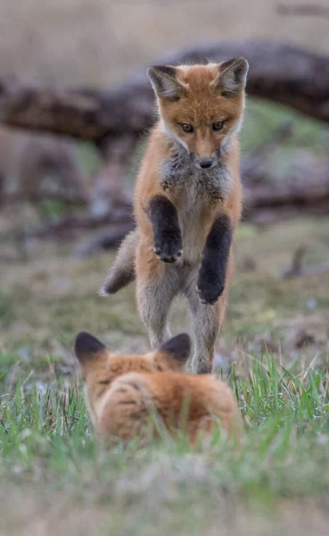 Mignon Renards Rouges Ensemble Capturés Parc — Photo