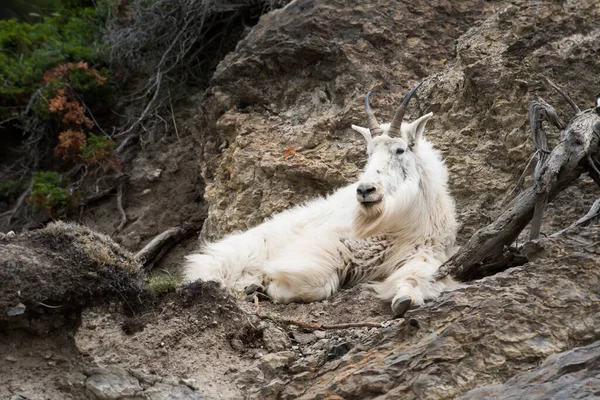 Cabra Montanha Selvagem Parque Nacional Jaspe Canadá — Fotografia de Stock