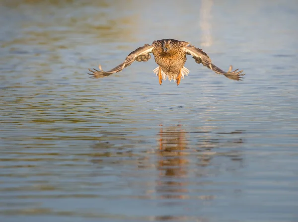 Mallard Kacsa Vadonban — Stock Fotó