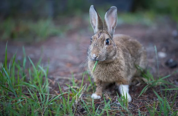 野生のコットンテールウサギ — ストック写真