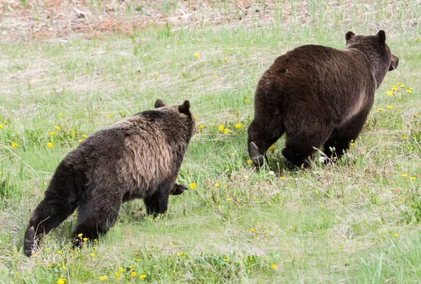 Grizzly Medve Vadonban — Stock Fotó