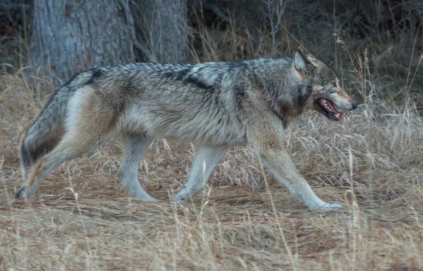 Γκρίζος Λύκος Στην Άγρια Φύση — Φωτογραφία Αρχείου